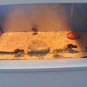 Japanese quail chicks at Birdland, 22 April 2011