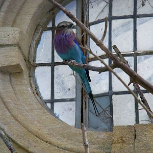 Lilac-breasted roller at Birdland, 22 April 2011