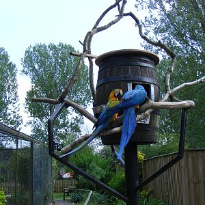 Hybrid macaws at Birdland, 22 April 2011