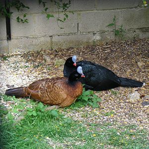 Northern helmeted curassows at Birdland, 22 April 2011