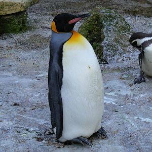 King penguin and Humboldt penguin at Birdland, 22 April 2011