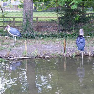 Marabou storks at Birdland, 22 April 2011