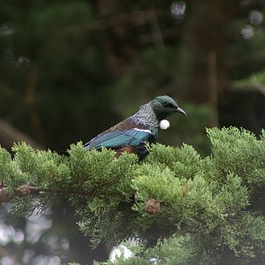 tui (Prosthemadera novaeseelandiae)