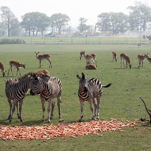 African Plains 22/4/11