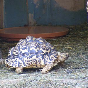 Leopard tortoises at The Ark Animal Sanctuary, 22 April 2011
