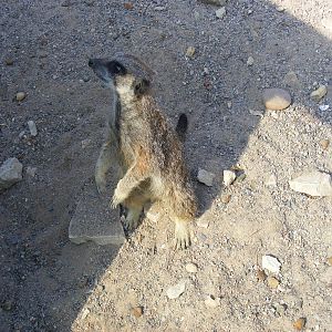 Slender-tailed meerkat at The Ark Animal Sanctuary, 22 April 2011