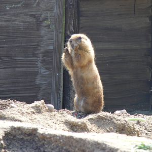 Prairie dog at The Ark Animal Sanctuary, 22 April 2011