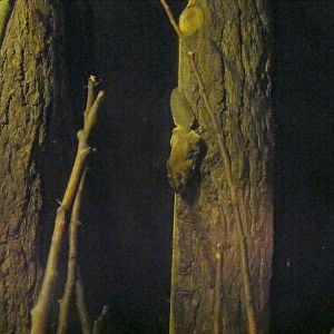 Southern flying squirrel at The Ark Animal Sanctuary, 22 April 2011