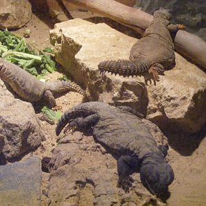 Spiny-tailed lizards (?) at The Ark Animal Sanctuary, 22 April 2011