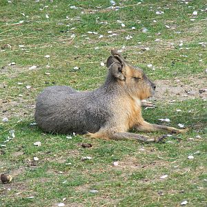 Mara at The Ark Animal Sanctuary, 22 April 2011