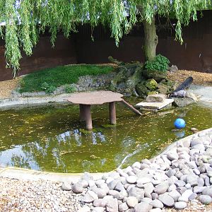 Enclosure for Asian short-clawed otters at The Ark Animal Sanctuary, 22 Apr