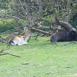 Fallow deer and Hebridean sheep at The Ark Animal Sanctuary, 22 April 2011