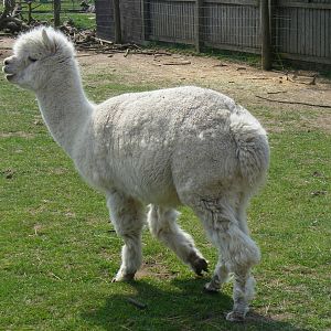 Alpaca at The Ark Animal Sanctuary, 22 April 2011