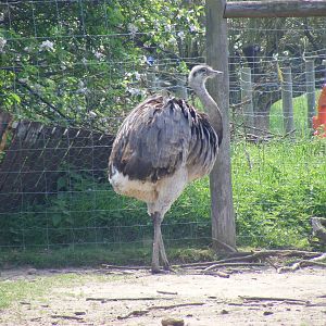 Greater rhea at The Ark Animal Sanctuary, 22 April 2011