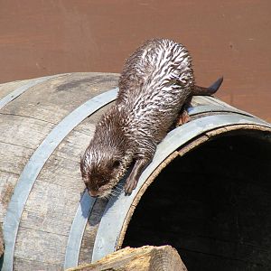 Asian short-clawed otter at The Ark Animal Sanctuary, 22 April 2011