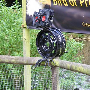 Birdland Park & Gardens, 22 April 2011