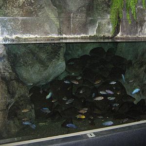African cichlid tank