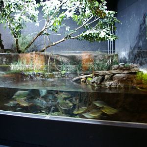 Southeast Asian tank