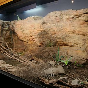 eastern water dragon exhibit