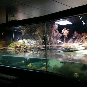 turtle tank