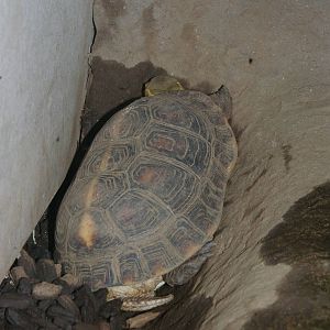 Chinese box turtle (Cuora flavomarginata)