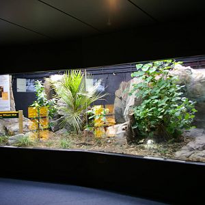 tuatara exhibit