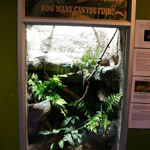 NZ gecko exhibit