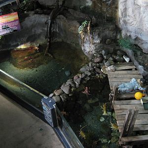 Rocky Shore exhibit from above