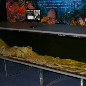 giant squid (Architeuthis sp.)