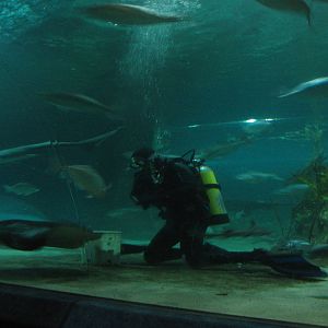 feeding time in the Oceanarium