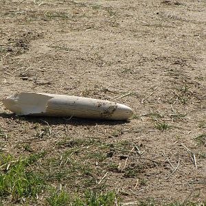 Tip of Billy's Broken Tusk