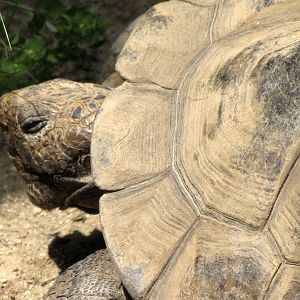 Desert Tortoise