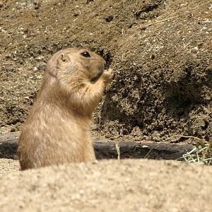 Black-Tailed Prairie Dog