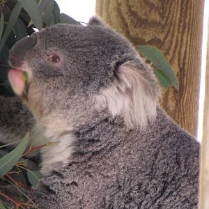 Koala