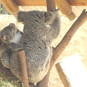 Koala Mom and Joey