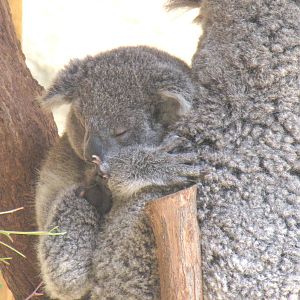 Koala Mom and Joey