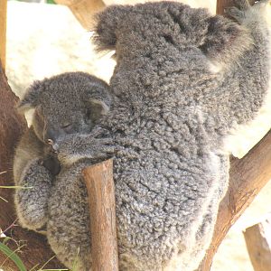 Koala Mom and Joey
