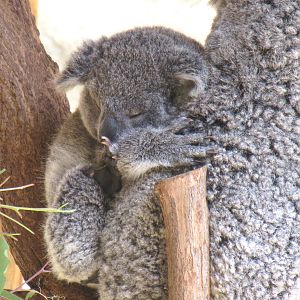 Koala Joey