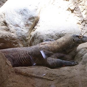 Komodo Dragon