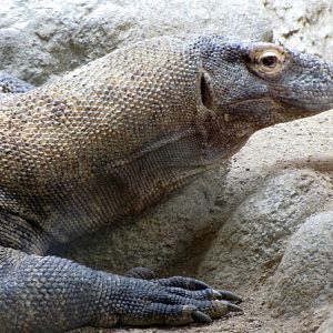 Komodo Dragon
