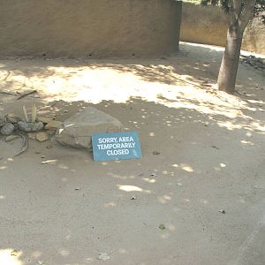 Empty Red Kangaroo Yard
