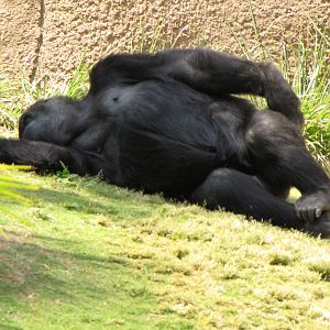 Western Lowland Gorilla