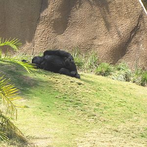 Campo Gorilla Reserve