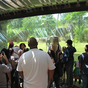 Campo Gorilla Reserve - Bachelor Group