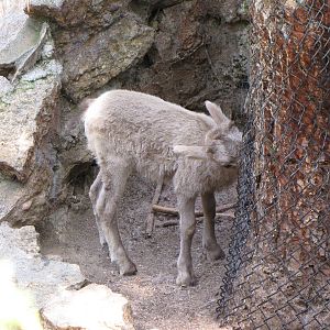 Young Desert Bighorn Sheep