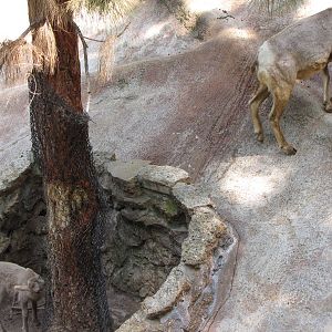 Desert Bighorn Sheep