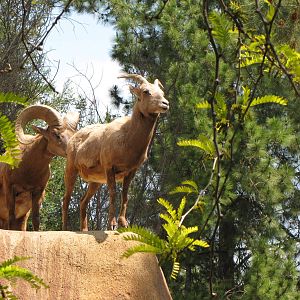 Desert bighorn Sheep