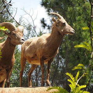 Desert Bighorn Sheep