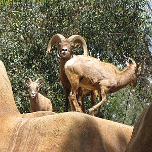 Desert Bighorn Sheep