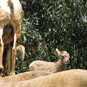 Desert Bighorn Sheep